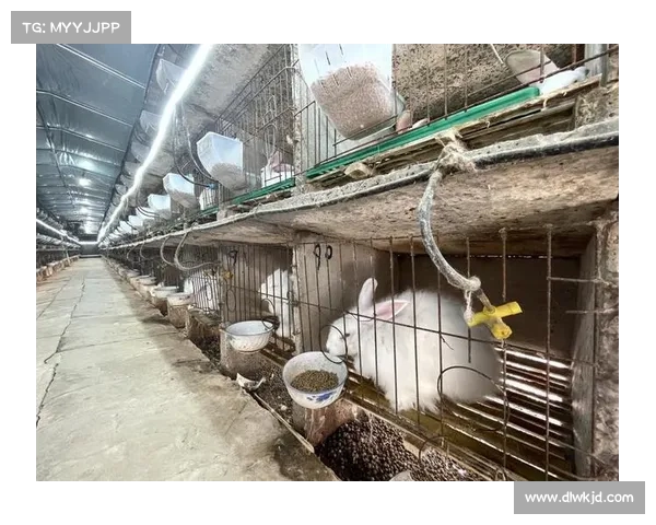 从地方优势到国家战略:四川肉兔产业集群如何助力养兔大省腾飞? 从地方优势到国家战略:四川肉兔产业集群如何助力养兔大省腾飞?